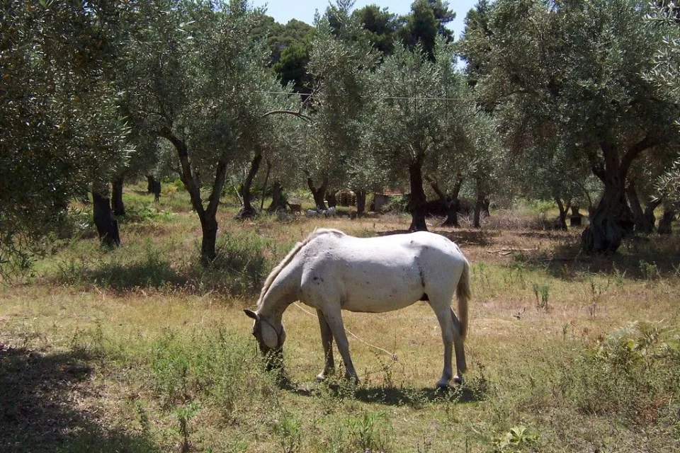 Skiathos